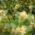 Buxus balearica P16